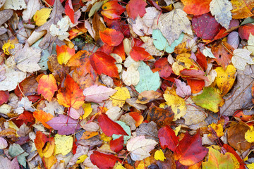 colorful fallen autumn leaves background