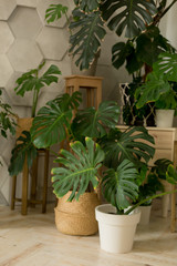 a flower in a pot. the interior of the room with flowers