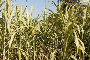 Leaves of Sugarcane, Saccharum officinarum