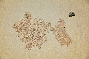 Sand Bubbler Crab, abstract patterns of balls of sand on the beach, of the genera Scopimera and...