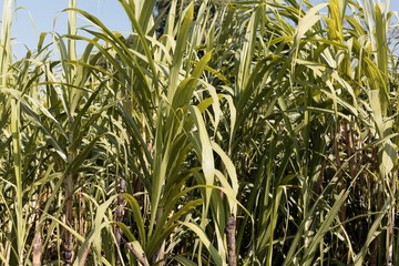 Leaves of Sugarcane, Saccharum officinarum