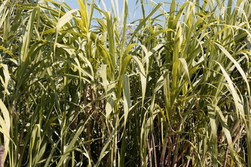 Fototapeta premium Leaves of Sugarcane, Saccharum officinarum