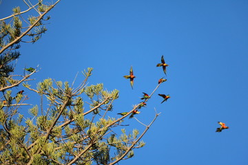 Rainbow lorikeet at Cottesloe Beach Perth, Western Australia