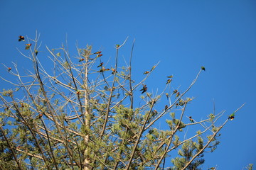 Rainbow lorikeet at Cottesloe Beach Perth, Western Australia