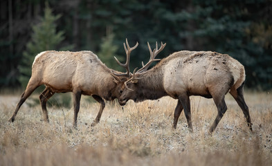 Elk fighting in Canada 