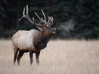 Elk in Jasper Canada 