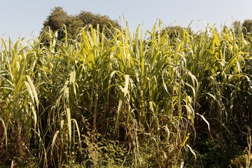 Leaves of Sugarcane, Saccharum officinarum