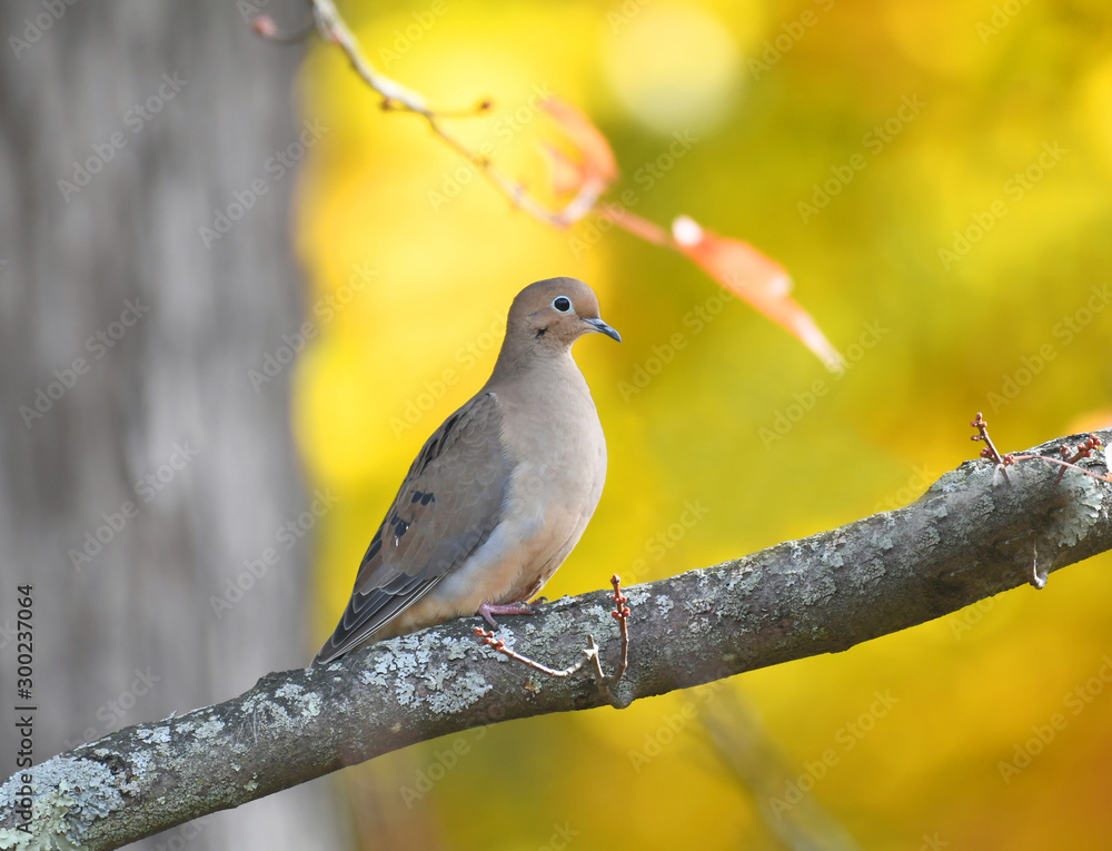 Wall mural morning dove standing on tree branch in autumn season