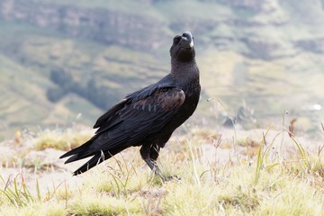 Thick billed raven, Corvus crassirostris, in Ethiopia.