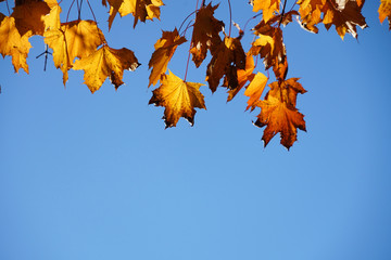 yellow autumn leaves and blue sky