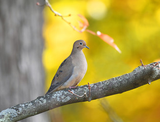 Fototapeta premium morning dove standing on tree branch in autumn season