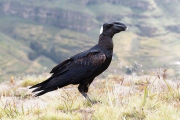 Thick billed raven, Corvus crassirostris, in Ethiopia.