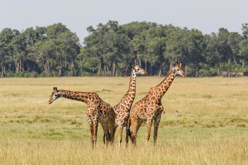 Giraffes in the Masai Mara Game Reserve in Kenya