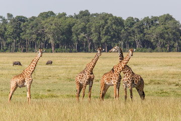 Giraffes in the Masai Mara Game Reserve in Kenya