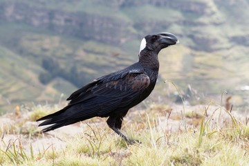Thick billed raven, Corvus crassirostris, in Ethiopia.