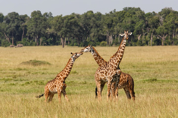 Giraffes in the Masai Mara Game Reserve in Kenya