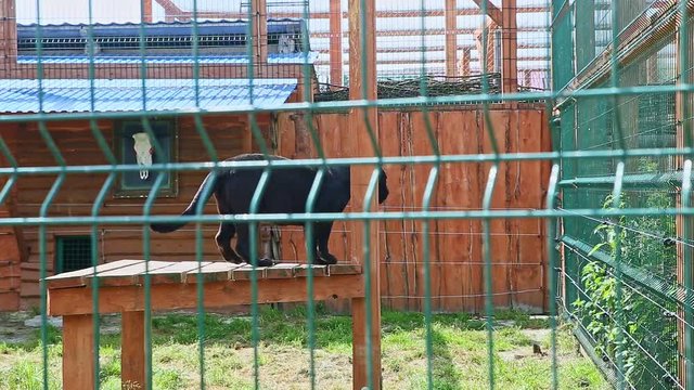 wild black panther lie down on height wooden table
