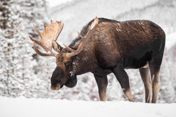 Moose in the snow in Jasper Canada