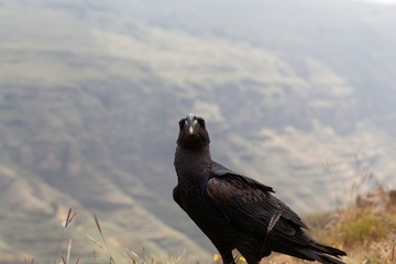 Portrait of a thick billed raven, Corvus crassirostris, in the Simien Mountains