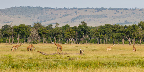 Fototapeta na wymiar Giraffes in the Masai Mara Game Reserve in Kenya