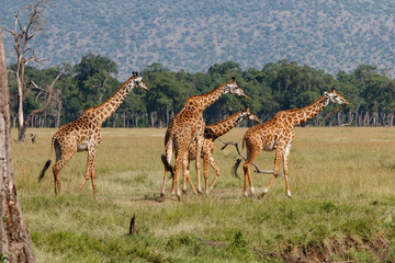 Giraffes in the Masai Mara Game Reserve in Kenya