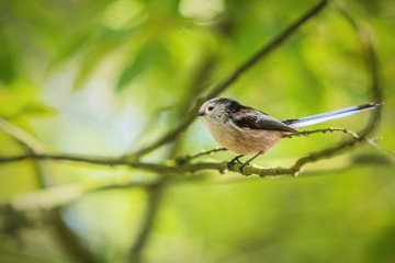 Small black, white and brown long-tailed tit perching. Sunny autumn day in nature. Blurry green and yellow background.