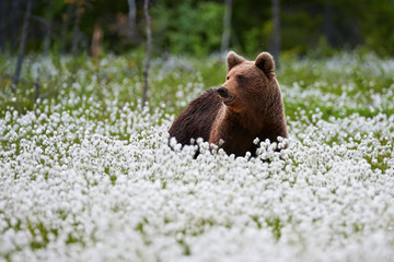 Brown bear (Ursus arctos) walks among the cotton grass.