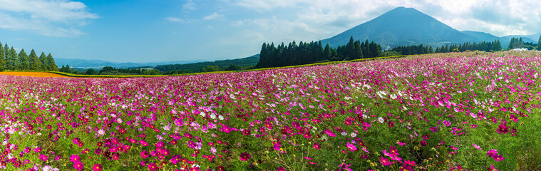 秋の秋桜畑 生駒高原
