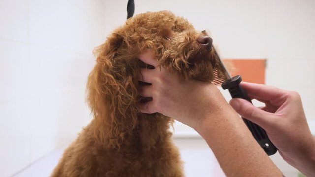 Female groomer brushing brown poodle at grooming salon .