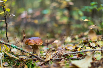 mushroom in the forest