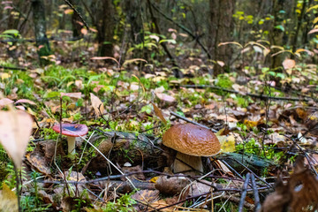 mushroom in the forest