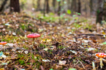 mushroom in the forest