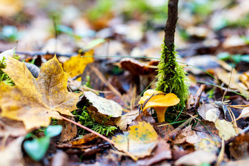 mushroom in the forest