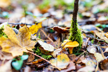 mushroom in the forest