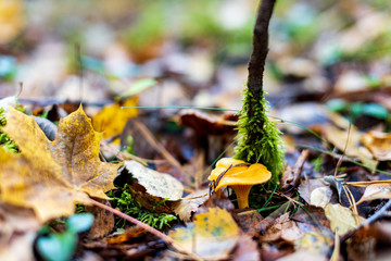 mushroom in the forest