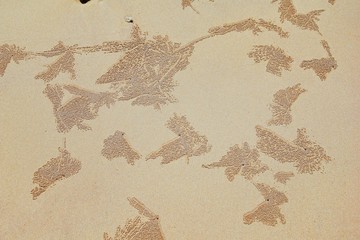 Sand Bubbler Crab, abstract patterns of balls of sand on the beach, of the genera Scopimera and...