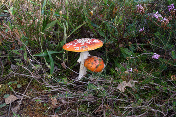 fly agaric in the forest
