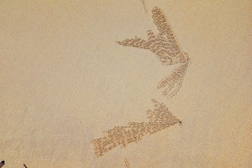 Sand Bubbler Crab, abstract patterns of balls of sand on the beach, of the genera Scopimera and...