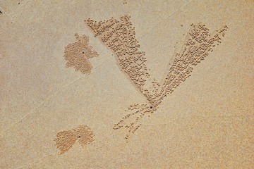 Sand Bubbler Crab, abstract patterns of balls of sand on the beach, of the genera Scopimera and...