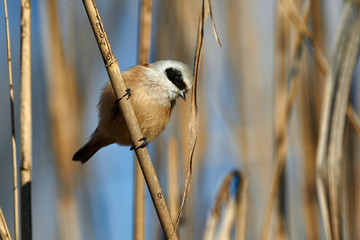 Fototapeta premium European penduline tit (Remiz pendulinus)