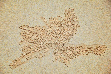 Sand Bubbler Crab, abstract patterns of balls of sand on the beach, of the genera Scopimera and...