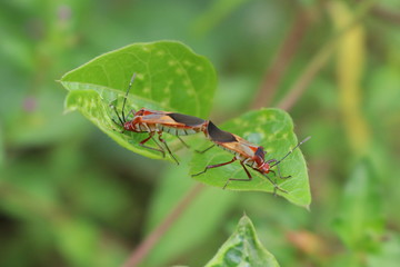 insetos
