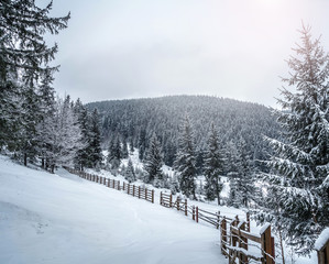 Winter mountains with white snowy spruces. Wonderful wintry landscape. Amazing view on snowcovered forested mountain slope. Tourism concept. Happy New Year