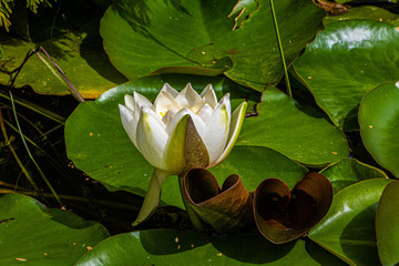 White Water Lilies