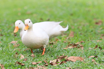 pato