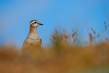 Beautiful Eurasian dotterel (Charadrius morinellus)