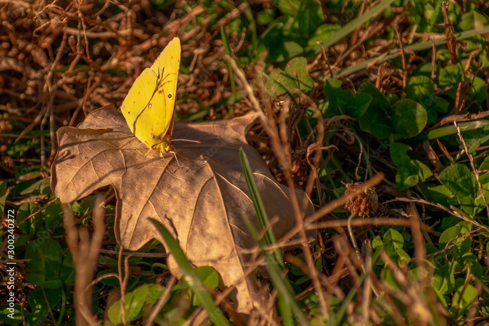 Sticker butterfly on leaf