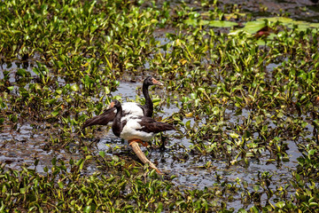Two Ducks In A Hyacinth Infested Lagoon