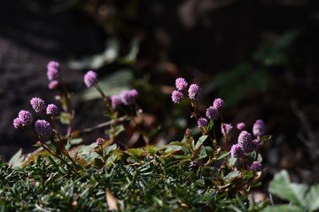 Persicaria capitata (Polygonum) flowers / Persicaria capitata (Polygonum) is a vine evergreen perennial that grows on the ground for a long time and is used for ground covers and rock gardens.