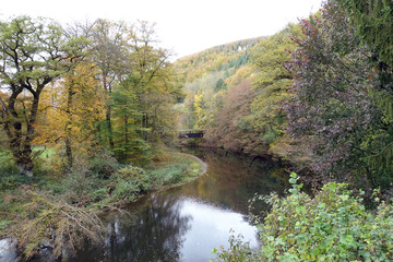 Fototapeta na wymiar Herbstlicher Wald an der Wied